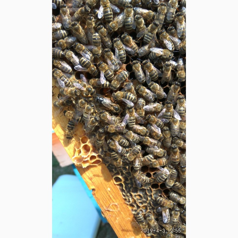 Фото 4. Пчелиная Матка-Матки Карпатка 2021 года, Плодная