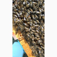 Пчелиная Матка-Матки Карпатка 2021 года, Плодная