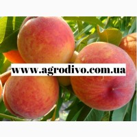 Саженцы яблоня, персик, слива, груша, нектарин, персик, черешня, колоновидные деревья
