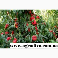 Саженцы яблоня, персик, слива, груша, нектарин, персик, черешня, колоновидные деревья