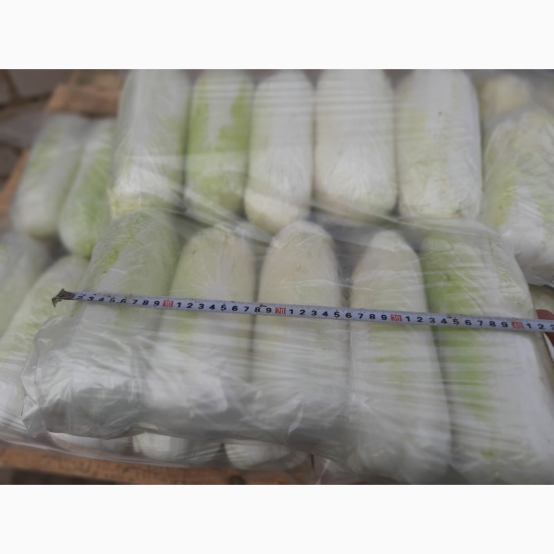 Фото 3. Продаем пекинскую капусту