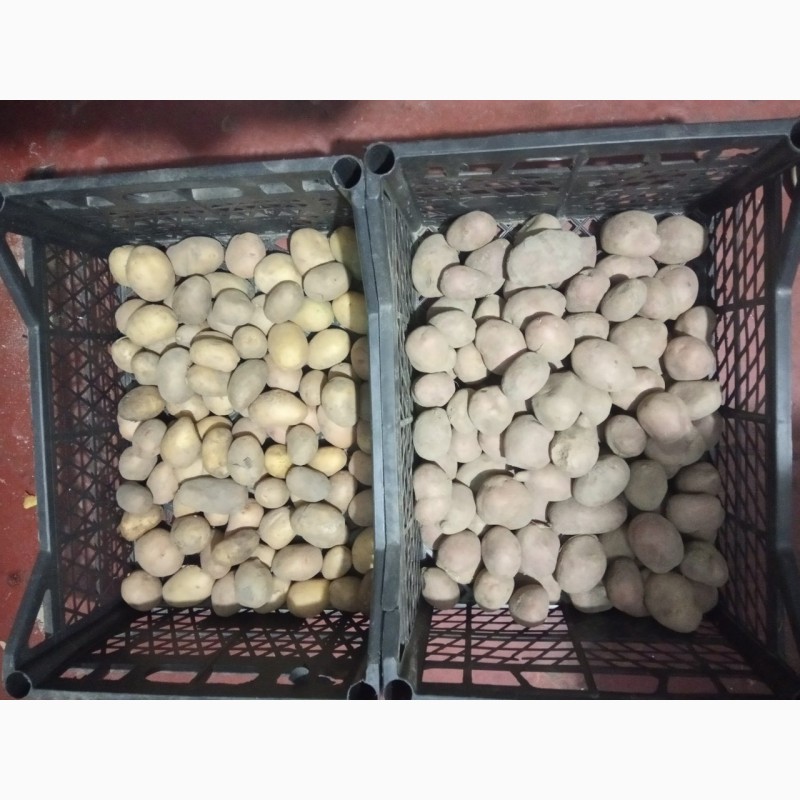 Фото 3. Продам семенную картошку хорошего качества разных сортов оптом и в розницу