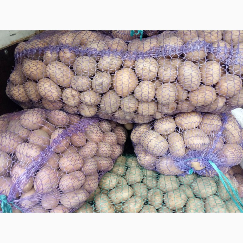 Фото 4. Продам семенную картошку хорошего качества разных сортов оптом и в розницу
