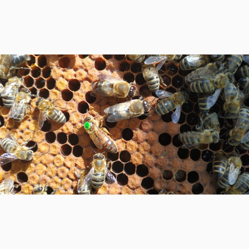 Фото 3. Плодная пчеломатка Карника (Австрийская селекция ACA) F1