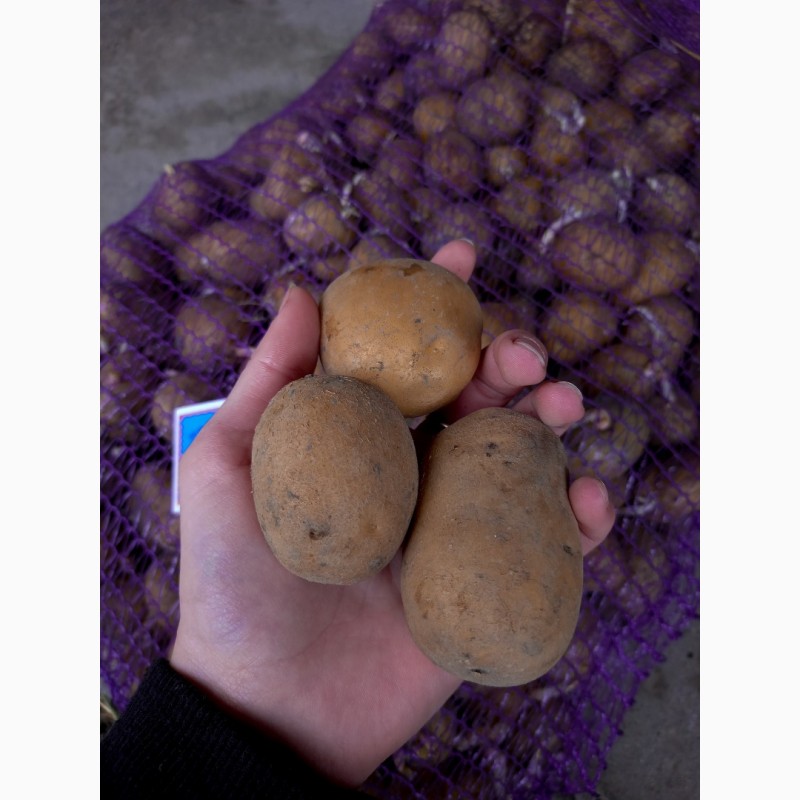 Фото 2. Продам насіння картоплі
