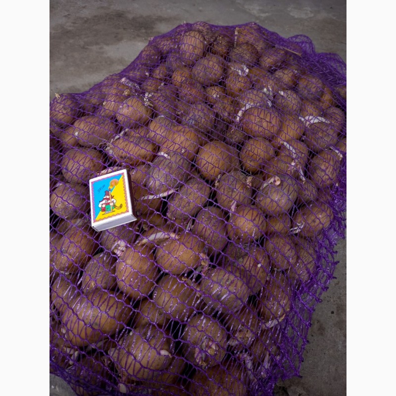 Фото 3. Продам насіння картоплі