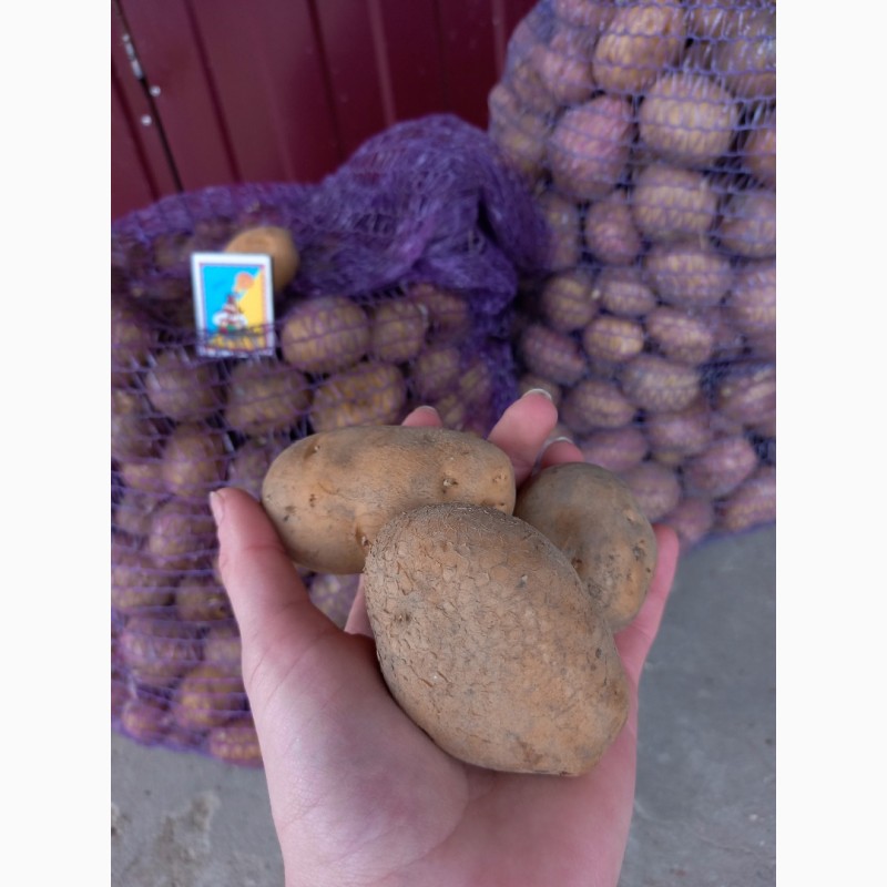 Фото 4. Продам насіння картоплі
