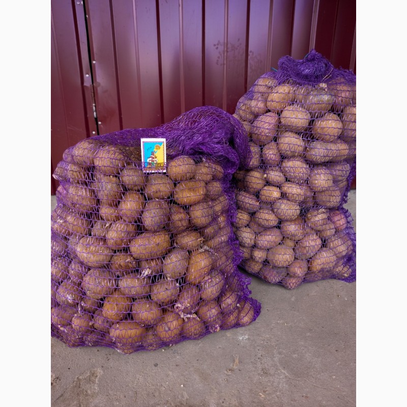 Фото 5. Продам насіння картоплі