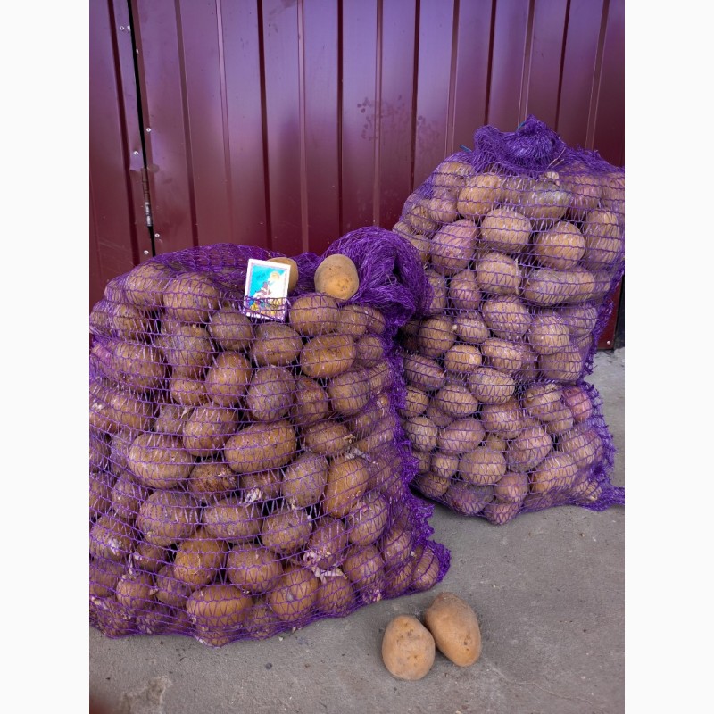 Фото 6. Продам насіння картоплі