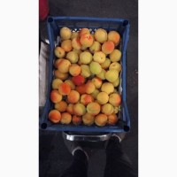 Продам абрикос