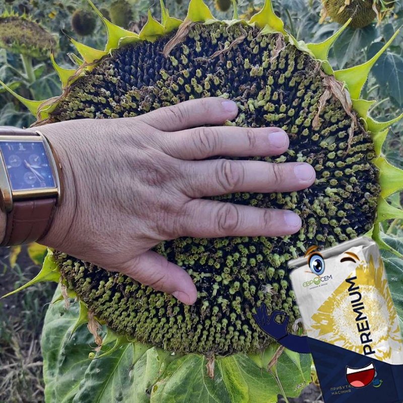 Фото 3. Семена подсолнечника Пегас от производителя Евросем
