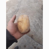 Продам картоплю сорту Мелоді