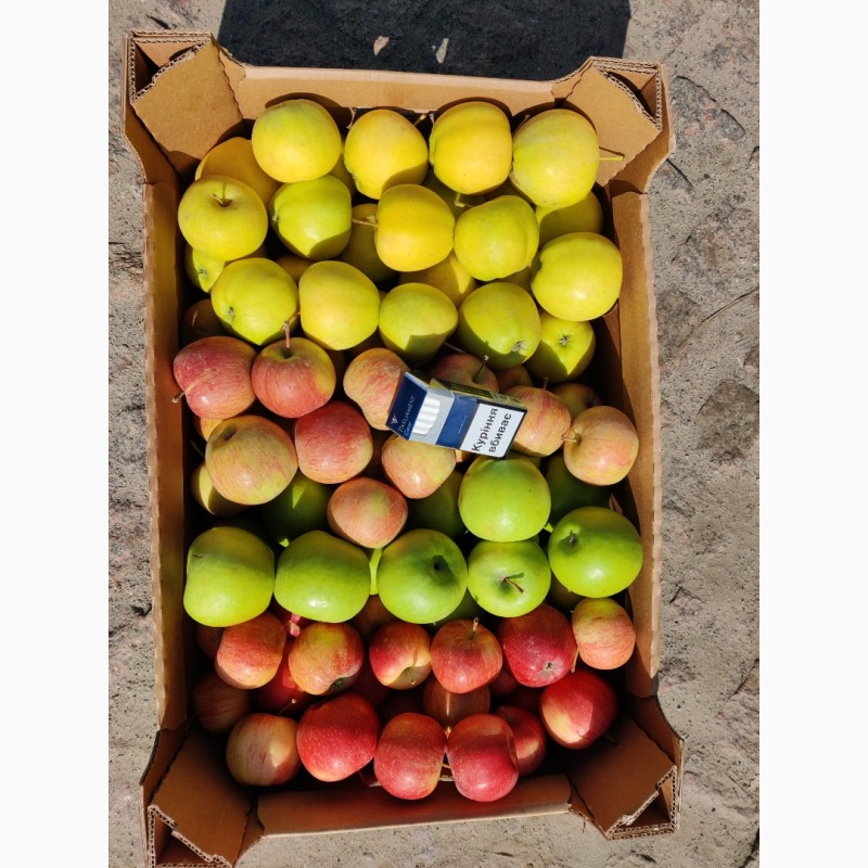 Фото 2. Продам яблоки оптом по лучшим ценам от производителя
