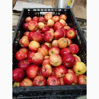 Продам яблоки оптом по лучшим ценам от производителя
