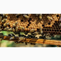 Продам пчелосемьи украинской степной и итальянской породы
