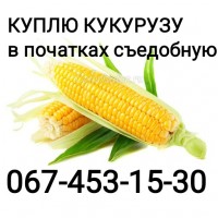 Куплю кукурузу в початках ОПТОМ (съедобную )