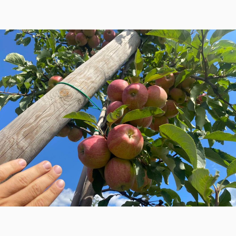 Фото 4. Яблуко від виробника. Гала шніга та гала маст