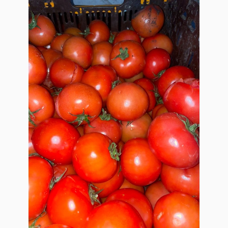 Фото 5. Продаємо помідори на переробку