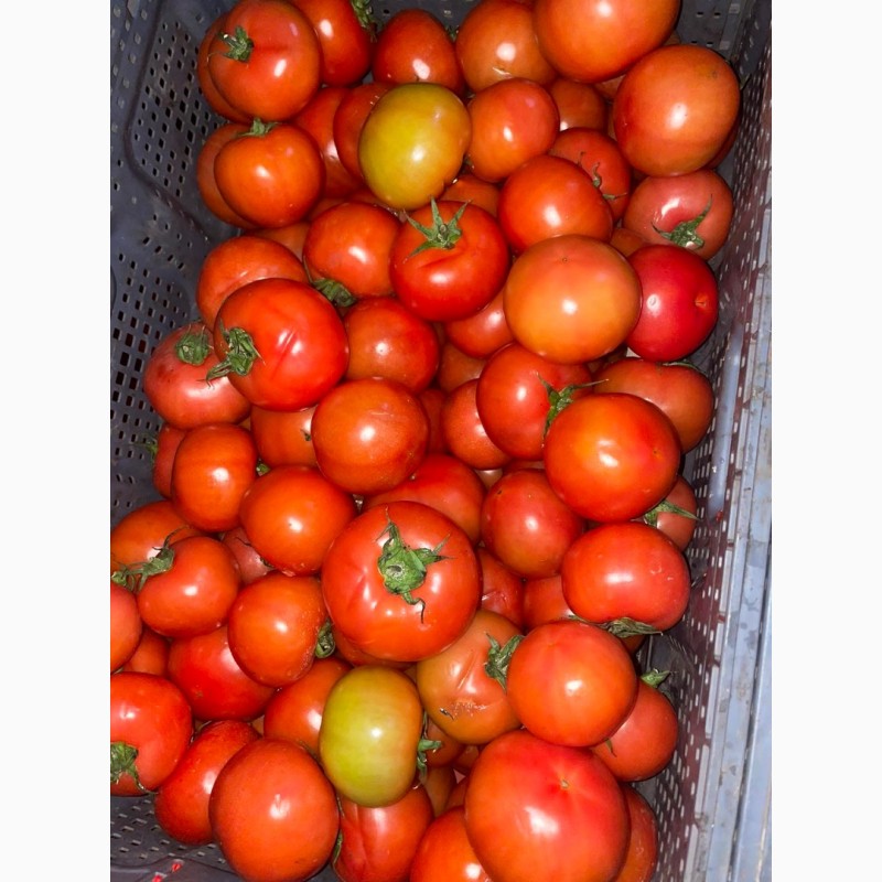 Фото 3. Продаємо помідори на переробку