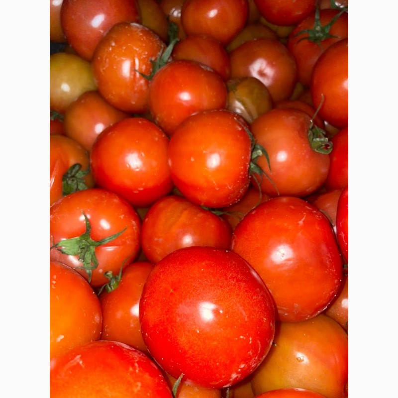 Фото 4. Продаємо помідори на переробку