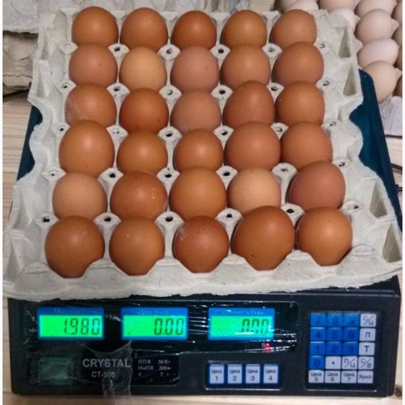 Фото 11. Продам яйцо куриное в асортименте, ОПТ, Киев