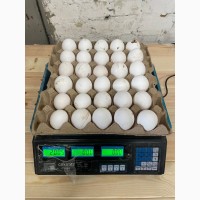 Продам яйцо куриное в асортименте, ОПТ, Киев