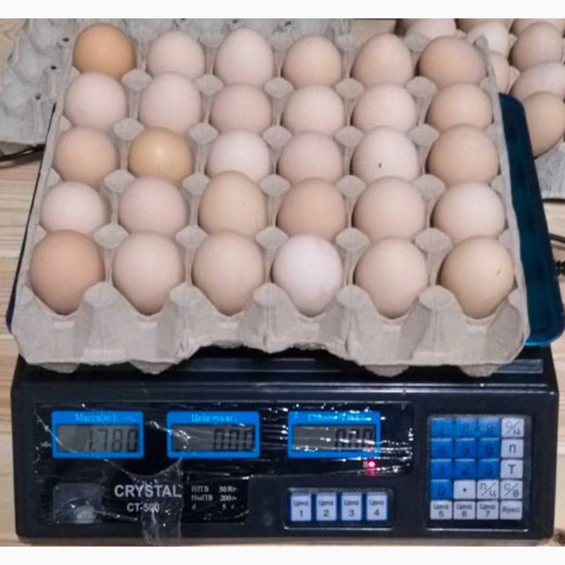 Фото 8. Продам яйцо куриное в асортименте, ОПТ, Киев