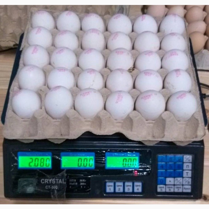 Фото 9. Продам яйцо куриное в асортименте, ОПТ, Киев