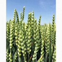 Насіння озимої пшениці Гюстав (1 репродукція)