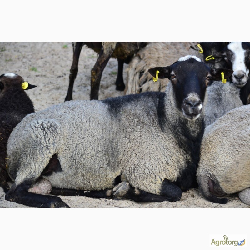 Фото 5. Романовские овцы, Экспорт, Консультации, помощь овцеводам