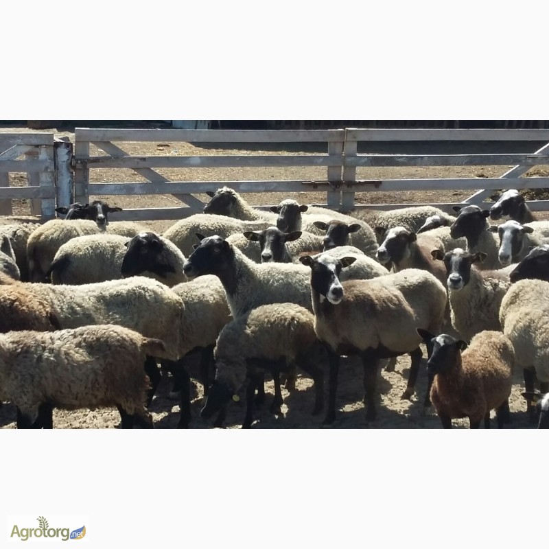 Фото 6. Романовские овцы, Экспорт, Консультации, помощь овцеводам