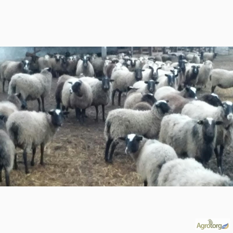 Фото 7. Романовские овцы, Экспорт, Консультации, помощь овцеводам