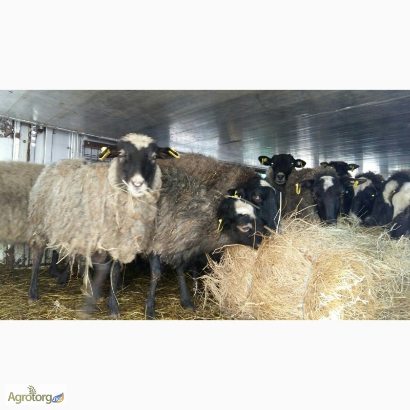 Фото 8. Романовские овцы, Экспорт, Консультации, помощь овцеводам