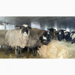 Романовские овцы, Экспорт, Консультации, помощь овцеводам