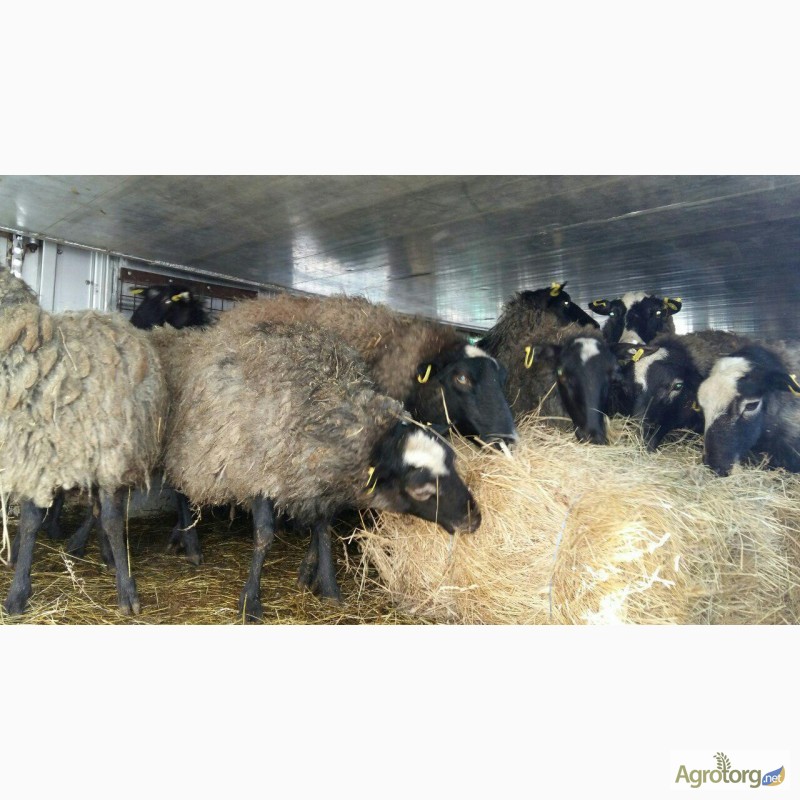 Фото 9. Романовские овцы, Экспорт, Консультации, помощь овцеводам