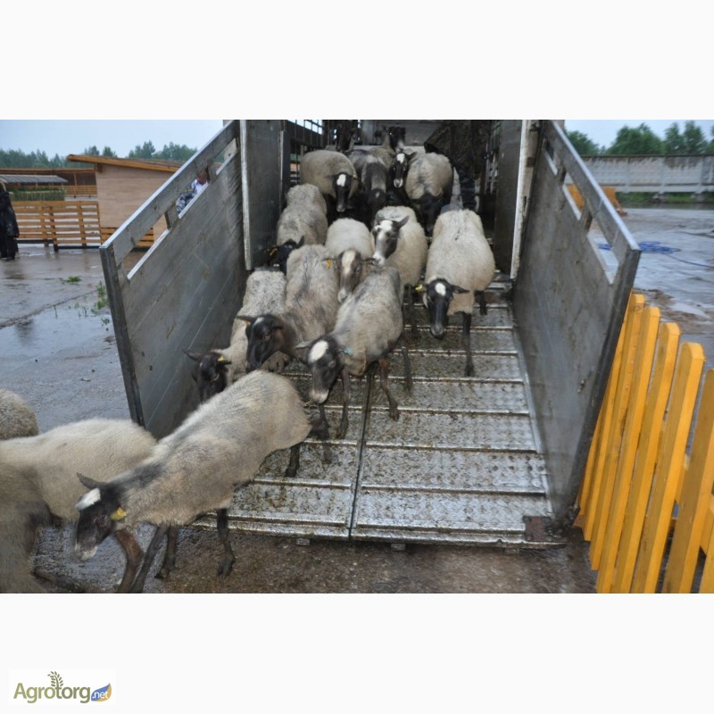 Фото 10. Романовские овцы, Экспорт, Консультации, помощь овцеводам