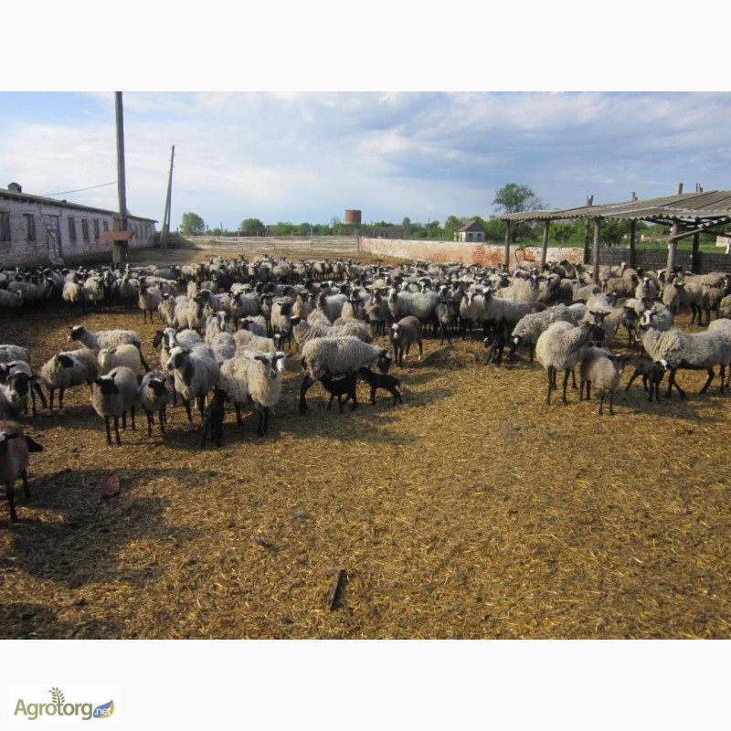 Фото 11. Романовские овцы, Экспорт, Консультации, помощь овцеводам