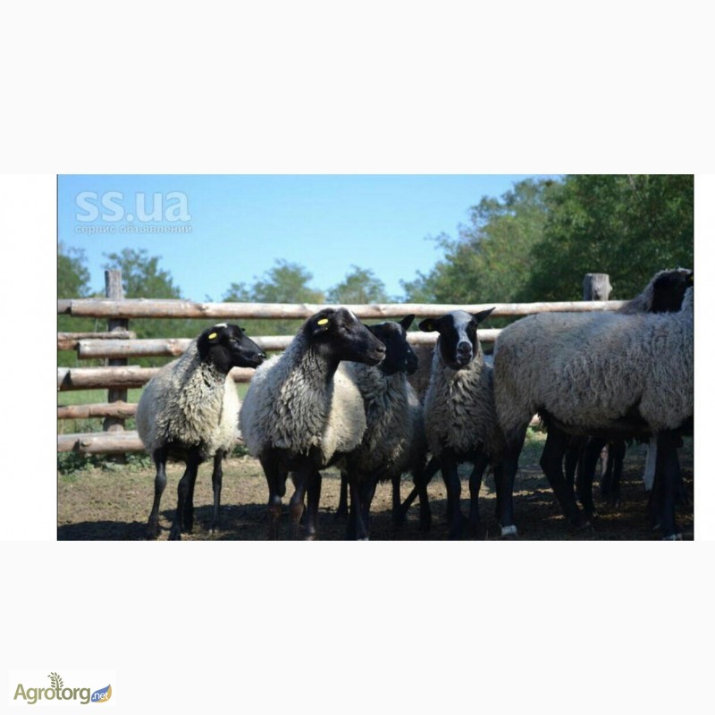 Фото 12. Романовские овцы, Экспорт, Консультации, помощь овцеводам