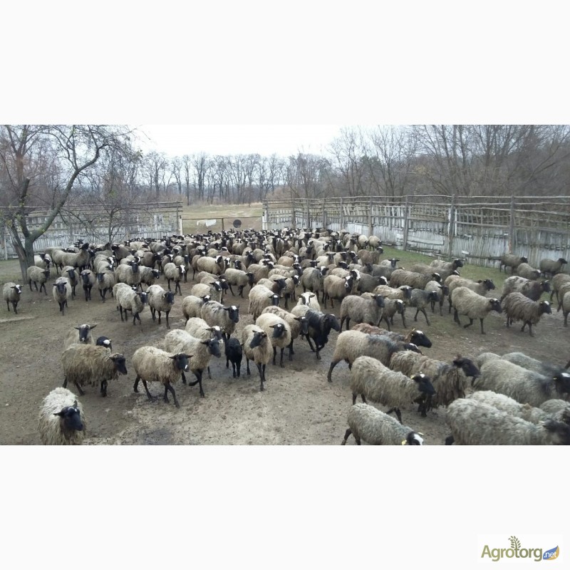 Фото 14. Романовские овцы, Экспорт, Консультации, помощь овцеводам
