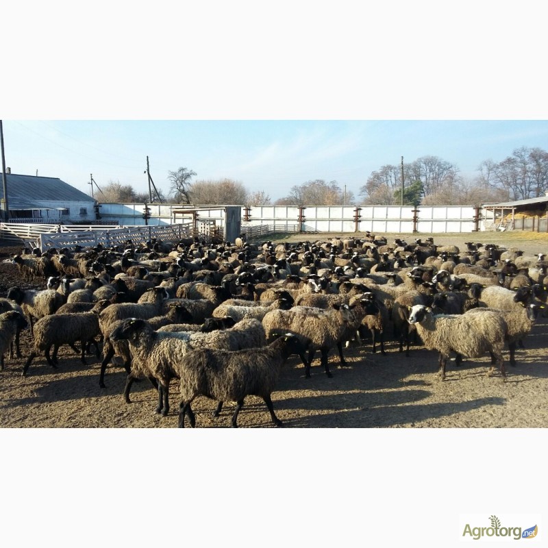 Фото 15. Романовские овцы, Экспорт, Консультации, помощь овцеводам