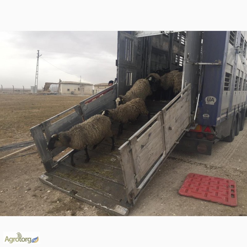 Фото 16. Романовские овцы, Экспорт, Консультации, помощь овцеводам
