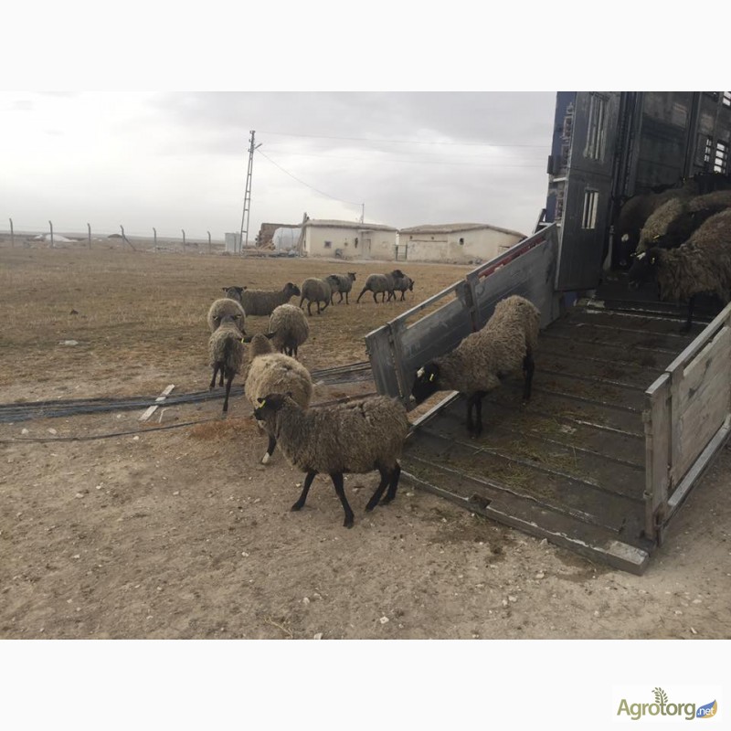 Фото 17. Романовские овцы, Экспорт, Консультации, помощь овцеводам