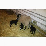 Романовские овцы, Экспорт, Консультации, помощь овцеводам