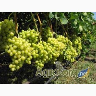 Виноград продам оптом с поля (столовый и технический): от 6 грн./кг