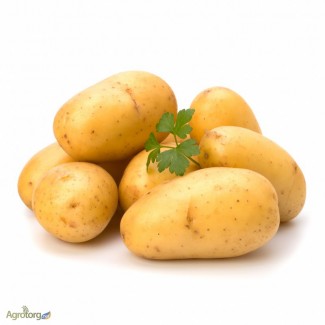 Продам картофель ОПТ от производителя, элитные сорта., Борзна, Чернигов