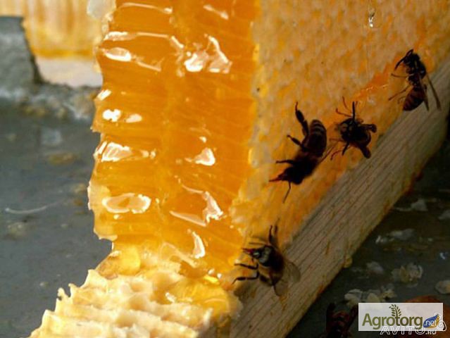 Фото 3. Бджолиний забрус з медом. домашній 100 % продукт без будь-яких домішок