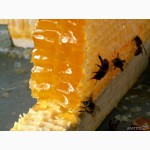 Бджолиний забрус з медом. домашній 100 % продукт без будь-яких домішок