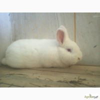 Продам кроликов Новозеландский белый НЗБ