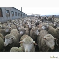 Продам отару овец породы прекос
