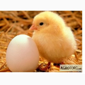 Реализуем яйцо инкубационное куриное Адлер серебристый